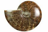 Polished, Agatized Ammonite (Cleoniceras) - Madagascar #102608-1